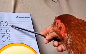 Dạy gà đọc chữ