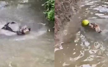 Nhà nuôi được chú chó đáng đồng tiền bát gạo