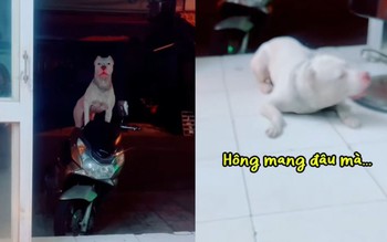 Chú chó giận dỗi khi cậu chủ bắt đeo rọ mõm mới cho đi chơi
