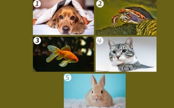 Quiz: Bạn tốt bụng hay là người sống theo nguyên tắc?