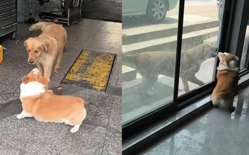 Mọi chuyện đều được giải quyết sau tấm kính