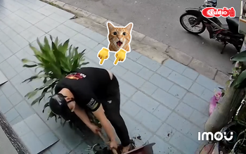 Tên trộm nhổ cây phát tài để lấy chậu kiểng