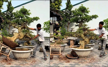 Màn hạ cây kiểng vào chậu đi vào lòng đất