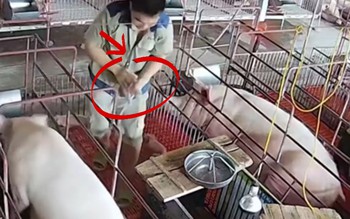 Ông chủ nhanh tay cứu heo con thoát nạn