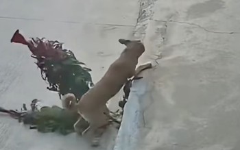 Ngại hết cả 'cậu vàng'