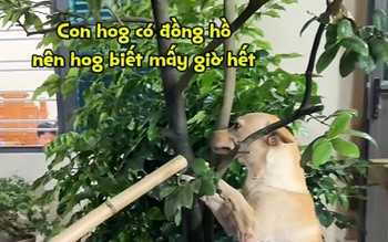 Chú chó bị phạt vì đi chơi về muộn