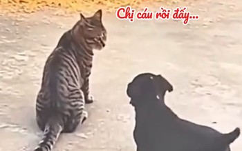 Chú mèo nổi cáu vì bị 'cậu vàng' phá đám