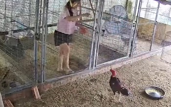 Nhờ vợ cho gà ăn giùm, nhưng khi xem lại camera thì cười đau bụng