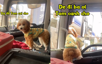 Chú chó làm lơ xe siêu dễ thương