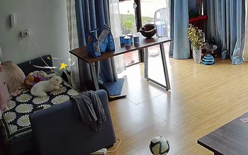 Chú mèo sang chấn tâm lý vì đang ngủ bỗng bị đồng bọn đánh