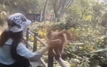 Chú khỉ đưa mông cho du khách vỗ để có miếng ăn