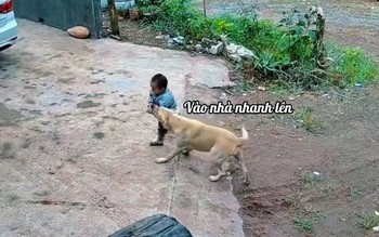 Chú chó thông minh biết giữ trẻ