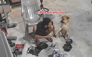 'Cậu vàng' giúp chủ làm việc nhưng chưa đáng kể