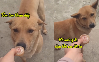 Chú chó sống theo nguyên tắc