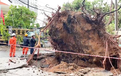 Cận cảnh cây xanh bật gốc trong mưa ở các tuyến đường lớn tại  TP.HCM