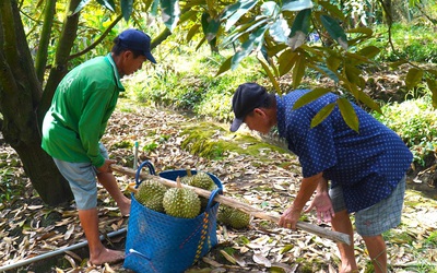 Đưa thông tin đến nông dân phải cập nhật thường xuyên như dự báo thời tiết