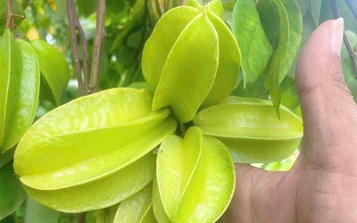 Tắm trẻ sơ sinh bằng lá khế, coi chừng nhiễm trùng da