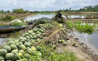 Triều cường làm ngập 615ha khóm và hoa màu, gây thiệt hại nặng
