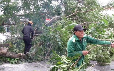 Cây xà cừ cao 20m bật gốc ngã đè đường dây trung thế ở TP Cần Thơ