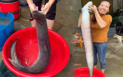 Bắt được cá chình dài hơn 1m, nặng gần 10kg trên sông Gianh