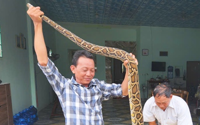 Bắt được cặp trăn cả chục ký, chủ ruộng nói sẽ thả về rừng