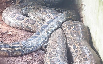Vườn quốc gia U Minh Thượng vừa tiếp nhận con trăn khổng lồ gần 100kg, dài 5m