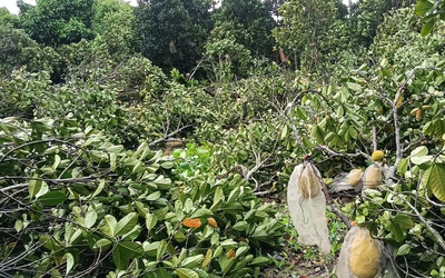 Mưa lớn, dông lốc làm nhà sập, tốc mái, hư hại nhiều vườn trái cây ở Cần Thơ