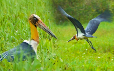 Già đẫy Java quý hiếm xuất hiện ở Vườn quốc gia U Minh Thượng