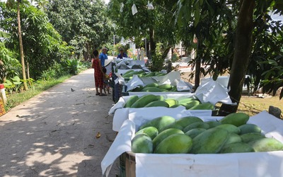 Vì sao xã Cù Lao Giêng trở thành 'thủ phủ' xoài miền Tây?