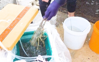 Tất bật di dời lồng bè, cho tôm hùm 'thở oxy' chạy bão Kalmaegi