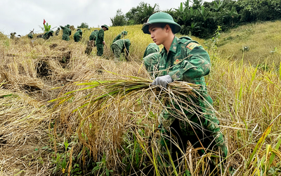 Bộ đội biên phòng gặt lúa giúp dân 'chạy bão', chằng nhà cửa