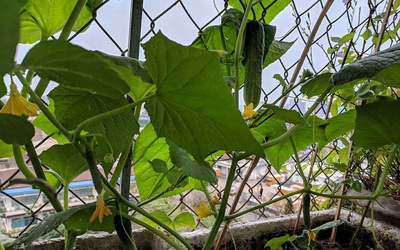 Giàn dưa dại sau dông bão