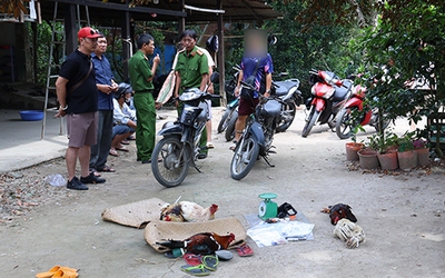 Triệt phá tụ điểm đá gà giữa trưa, nhiều con bạc chạy tán loạn