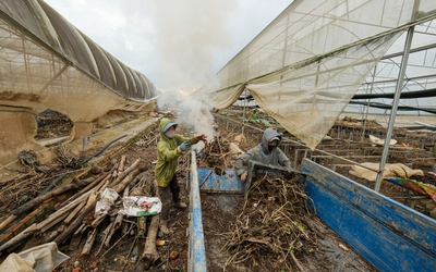 Nỗ lực giữ giá hàng Tết