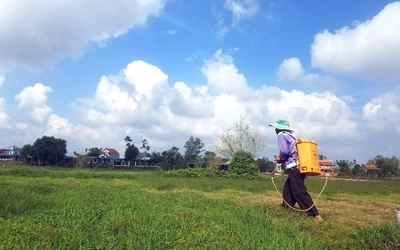 Những thửa ruộng bị 'ướp' thuốc diệt cỏ