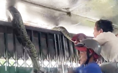 Vây bắt con trăn dài 4m, nặng hơn 15kg bò từ Núi Sam vào nhà dân