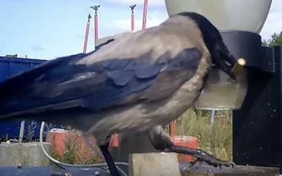 Thành phố ở Thụy Điển huấn luyện quạ nhặt rác?