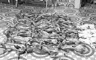 Công an 'đột kích' cơ sở giết mổ 29 con chó không rõ nguồn gốc lúc rạng sáng