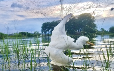 Những cái chết tức tưởi của chim, cò trên đường di thiên