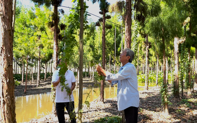 Loài cây quý bên bờ tuyệt chủng, đã sinh sôi trên đất cù lao ở Cần Thơ