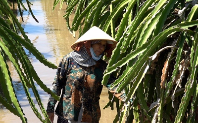 Nhiều nhà vườn thanh long vùng hạ du hồ Sông Quao trắng tay vì lũ