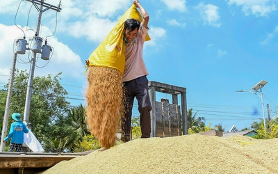 Miền Tây vào mùa thu hoạch lớn nhất năm, giá lúa gạo lại đang giảm mạnh