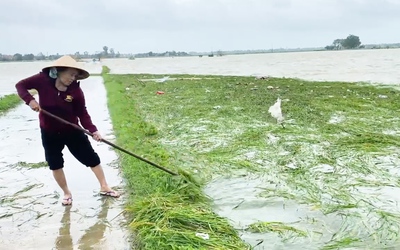 Video mưa lụt bất thường gây thiệt hại nhiều nơi ở Phú Yên