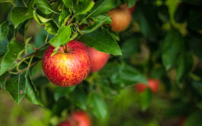 Bác sĩ nha khoa khuyên cách ăn trái cây đúng để ngừa sâu răng
