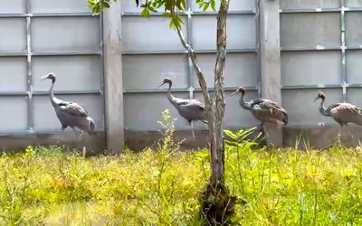 Đưa 6 con sếu đầu đỏ vào khu bảo tồn chuyên biệt thuộc Vườn quốc gia Tràm Chim