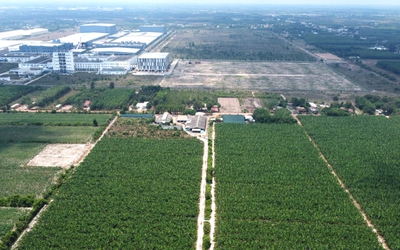 Nhận quyết định cưỡng chế, 'vua chuối' Út Huy xin tiếp tục thu hoạch chuối đến khi dự án cần đất