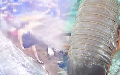 Quản lý thị trường: Quán bán bọ biển 1,8 triệu đồng/kg không vi phạm giá, đang tìm người đăng bài