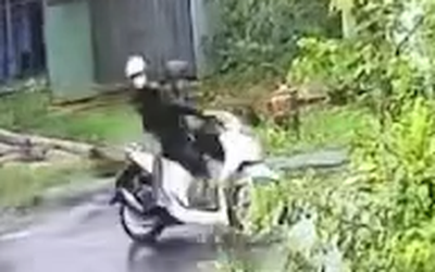 Cây phượng bật gốc kéo đứt dây điện, hai thanh niên chạy xe va trúng bị giật tử vong