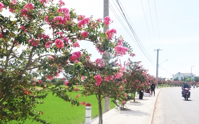 Đẹp nao lòng sắc hoa tường vi bên đồng lúa xanh ở Đà Nẵng