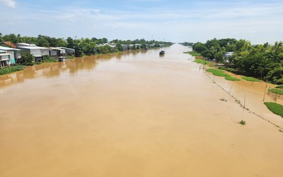 Nước phù sa đỏ quạch trên các sông, 'đặc sản' mùa lũ miền Tây đã về